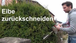 Eine eibe ist äußerst robust und hält daher auch einem stärkeren schnitt problemlos stand. Eibe Schneiden Taxus Baccata Zuruckschneiden Ruckschnitt Eiben Schneiden Youtube