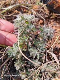 Image result for Lotononis stipulosa