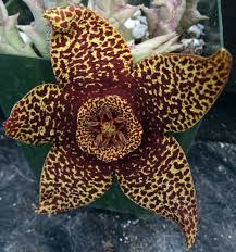 Image result for Orbea lugardii
