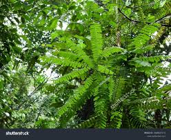 Image result for Rourea