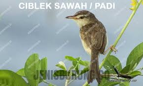 Jadi menurut dia, baiknya mengamati burung blekok sawah itu ketika mereka sedang berdiam diri atau saat hinggap di pohon bakau. Jenis Burung Ciblek Lengkap Dan Ciri Ciri Burung Ciblek Pinhome