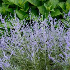 Image result for Perovskia atriplicifolia lacey blue photo