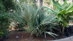 Image result for Nannorrhops
