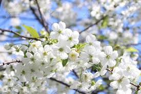 4 floral photos, wedding stock photography, high res #b001hr i love how these photos are simply styled with little pink and white flowers on a. Blooming Cherry Branch On Blue Sky Background Beautiful White Flowers Spring Has Come Natural Photo Background Stock Photo Picture And Royalty Free Image Image 132919771