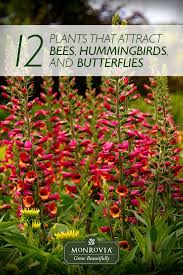 What To Plant To Attract Butterflies Hummingbirds And Other Pollinators One Out Of Plants That Attract Butterflies Butterfly Garden Plants Hummingbird Plants