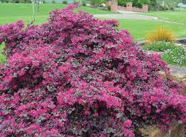 Numerous cultivars are available, and new cultivars continue to be released. Loropetalum Plum Gorgeous