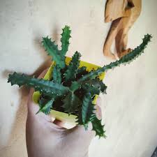 Image result for Huernia verekeri