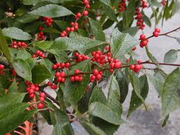 Maybe you would like to learn more about one of these? January Winterberry 317grow