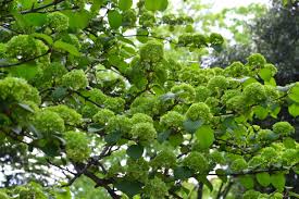 5月に花が咲く庭木 オオデマリの魅力と育て方 Lovegreen ラブグリーン