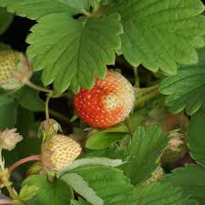 Maybe you would like to learn more about one of these? Strawberry Berry Matures Raw Semi Mature Blushes Leaf Plant Part Piqsels