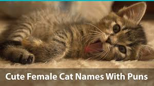 Felix the cat was created in the silent film era and quickly transfixed audiences. Top 200 Names For Girl Cats Cute Funny Unique Pun Names