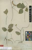 Image result for Dolichos angustifolius