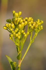 We did not find results for: Ohio Goldenrod Care Learn About Growing Ohio Goldenrod Plants