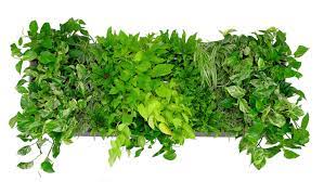 All images are transparent background and unlimited download. Live Green Walls Greenplants Co Uk