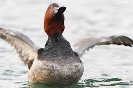 Wie breiten sich die viren aus? Wie Verbreitet Sich Die Vogelgrippe Nabu