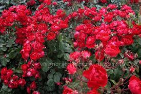 Wagners Plants Rose Garden Plants