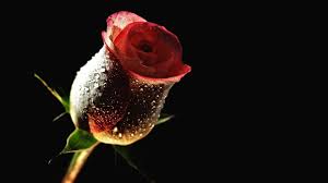 Now we can divide wallpapers for andriod and ios mobile in to two categories; 1080p Red Rose With Black Background Hd Wallpaper Doraemon