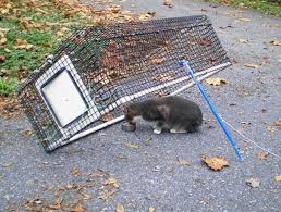 Trapping feral cats feral cat goes crazy but trapping is the kindest solution catching a feral cat trapped feral cat how to trap. How Do I Keep Stray Cats From Spraying My House Pennlive Com