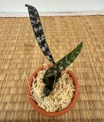 Image result for Oeceoclades saundersiana