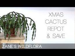 It has always been in really great shape, but now is looking very wilted, even though her pattern of watering (about a cup every 2 weeks) has not changed. How To Save And Repot A Christmas Cactus Youtube