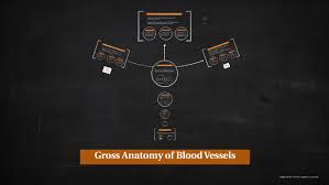 Erythrocytes are red blood cells of these cells are made in the bone marrow and are important in transporting oxygen from the lungs through the blood stream to the cells all over the body. Major Arteries And Veins Of The Body By Cory Gunderson