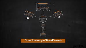 What are the 5 major blood vessels? Major Arteries And Veins Of The Body By Cory Gunderson