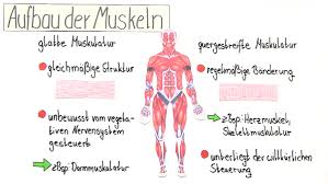 Nutrigenerika muskel + nerven kapseln 80 stk. Bewegung Als Zusammenspiel Von Knochen Muskeln Und Sehnen Online Lernen