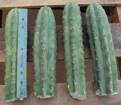 Prices are mentioned in each picture + speedpost charges. 120 Cactus For Sale Ideas Cactus For Sale Cactus Succulents