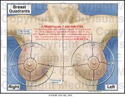 Breast tissue is drained by lymphatic vessels that lead to axillary nodes (which lie in the axilla) and internal mammary nodes (which lie along each side of the breast bone ). Breast Quadrants Medical Illustration Medivisuals
