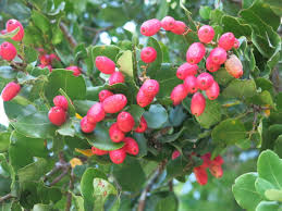 Image result for Cryptocarya liebertiana