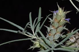 Image result for Blepharis