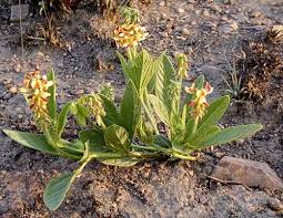 Image result for Eriosema