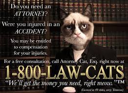 Law Cats Grumpy Cat Grumpy Cat Meme Lawyer Jokes