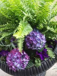 Purple Romance Hydrangea Hydrangea Purple Hydrangea Flower Hydrangea Care