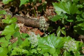 It prefers to grow in rich soils in cool climates. 14 Spring Blooming Native Plants For New England Gardens