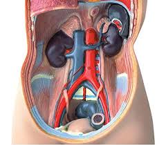 4 objects (spine, ribs, cartilages, sternum), each one with its own non overlapping uv layout maps. Hand2mind B07l8kyvzr 19 Inch Tabletop Human Torso Model Anatomically Accurate Kit 10 Removable Human Organs Full Color Guide With Labeled Diagrams Visual Aids For Home Learning Buy Online In Bahamas At Bahamas Desertcart Com Productid