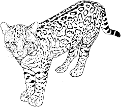 C for cat coloring page: Wild Cat Coloring Page Novocom Top