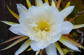 We did not find results for: White Epiphyllum Flower Photograph By Baywest Imaging