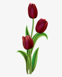 Tulip drawing tulip painting watercolor drawing watercolor cards watercolor flowers watercolor paintings simple watercolor watercolor best snap shots tulip art ideas lengthy are living the tulip ! Transparent Red Tulip Clipart Easy Tulip Flower Painting Hd Png Download Kindpng