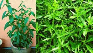 Akar cerita,maha tita family,sambilata,nivalembu,king of bitter. Pokok Hempedu Bumi Penyembuh Covid 19 Sahih