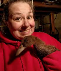 Can I introduce my two-week-old ducks to swimming in a pool?