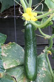 First appearing in midsummer after plants have set fruit, the earliest sign of powdery mildew on zucchini, pumpkins, and other cucurbits is a pale yellow spotting on the leaves. Powdery Mildew On Zucchini Pumpkins And Others Penny Woodward