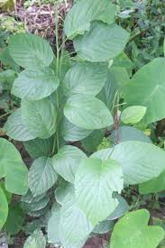 Image result for Pleurolobus