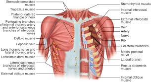 Anatomy of the chest and the lungs: Chest Wall Anatomy Springerlink
