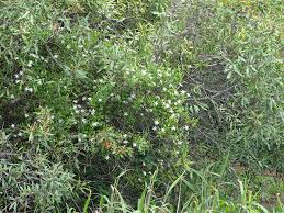 Image result for Jasminum breviflorum