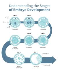 Image result for Embryo Development