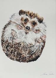 Cute Hedgehog In A Ball Watercolour Hedgehog Art Hedgehog Drawing Book Illustration Layout