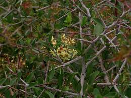 Image result for Putterlickia