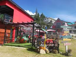 Kundasang tourism kundasang hotels kundasang bed and breakfast kundasang vacation rentals kundasang vacation packages flights to kundasang kundasang restaurants things to do in kundasang kundasang shopping kundasang travel forum kundasang photos kundasang map kundasang travel guide. Mesilou Highland Strawberry Farm Malaypaca