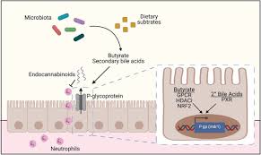 Image result for P-Glycoprotein